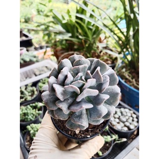 Echeveria Cubic Frost อิชิเวเรีย คิวบิค ไม้อวบน้ำ กุหลาบหิน กระถาง 3นิ้ว