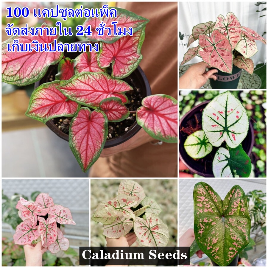 บอนสี 100เมล็ด Mixed Colors Caladium Seeds ต้นไม้มงคลสวยๆบอนสีแปลกๆ เมล็ดบอนสีแท้ บอนสีหายากสวยๆ หญ้าเทียม หัวบอนสี