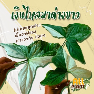 เงินไหลมาด่างขาว (Syngonium podophyllum) ด่างทุกใบ  ด่างวากิว ไม่ต้องลุ้น มีเชื้อฮาฟไม้สะสมหายาก ไม้มงคล