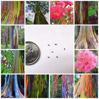 ขายส่ง เมล็ดพันธุ์ยูคาลิปตัสสีรุ้ง Rainbow Eucalyptus เมล็ดพันธุ์นำเข้า ต้นไม้สีรุ้ง ต้นไม้แปลก ยูคาลิปตัส ไม้ประดับ