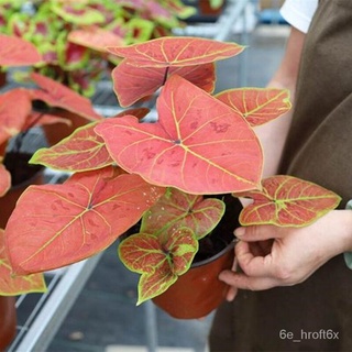 บอนสี Caladium Seeds 16สี บอนสี 100เมล็ด Color Mixing Flower Plants Seed บอลสีแปลกๆ เมล็ดบอนสี ต้นไม้ประดับ พืชด่าง เมล็