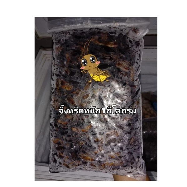 จิ้งหรีดไข่ ตัวใหญ่ๆไข่แน่นๆน้ำหนัก1กิโลกรัมและ500กรัม