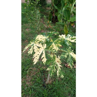 เมล็ดพันธุ์มะละกอด่างซองใหญ่ 100 เมล็ด  Varigated Papaya Seed เมล็ดพันธุ์แท้ คุณภาพดี ราคาถูก