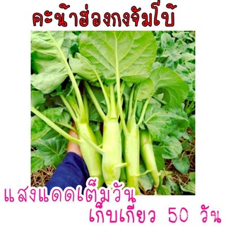 ขายดี สวนครัว/เมล็ด​พันธุ์​คะน้าเห็ดหอมฮ่องกง​จัมโบ้​  500เมล็ด​ เมล็ดผัก ผักอบกรอบ เมล็ดพันธ/อ/อินทรีย์ คละ สวนครัว ดอก