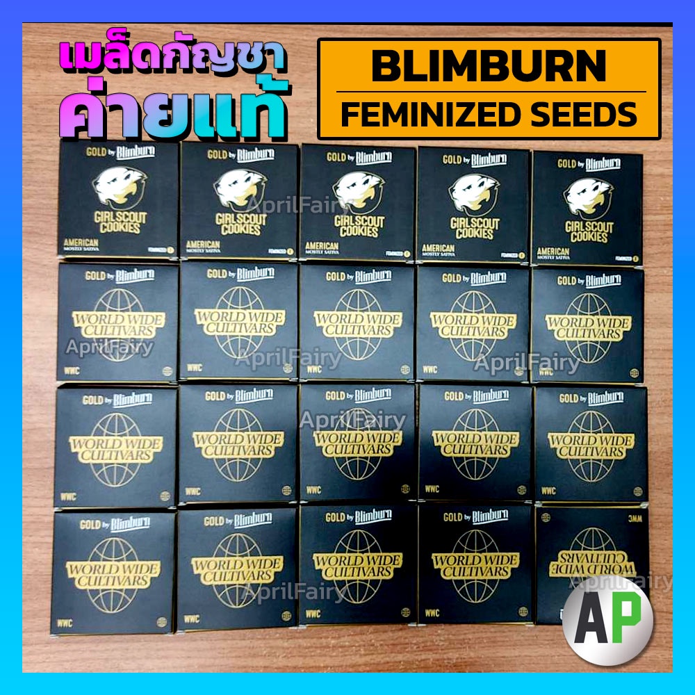 เมล็ดพันธุ์กัญชา นอก ออโต้ เพศเมีย ค่าย Blimburn Seeds แท้100% แบ่งขาย GOD FATHER / MIMOSA / Gorilla