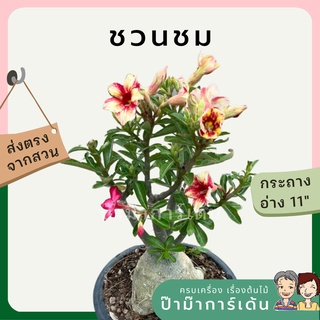 ต้นชวนชม หลายขนาด 6-11 นิ้ว ดอกสวยมาก คละสีดอก