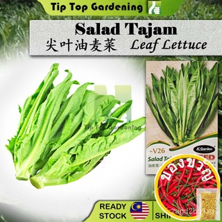 V26 LEAF LETTUCE JC GARDEN VEGETABLE SEED BIJI BENIH SALAD TAJAMเสื้อ/เด็ก/สวน/สร้อยข้อมือ/ดอกไม้/seeds/ผักชี/​​กระโปรง/