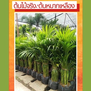 (ต้นไม้จริง) ต้นหมากเหลือง ต้นไม้ฟอกอากาศ ความสูง 80-100 เซนติเมตร สินค้าพร้อมส่ง