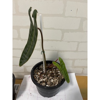 ฟิโลเดนดรอนก้านส้ม (Philodendron billietiae)