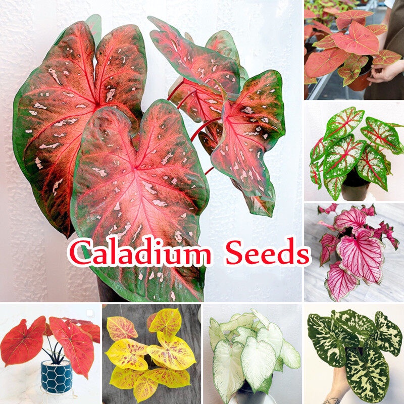100เมล็ด Caladium Seeds Mixed Color Flower Seeds เมล็ดบอนสีแท้ บอนสีหายากสวยๆ ต้นบอนสีแปลกๆ ต้นไม้ใบด่าง หัวบอนสี