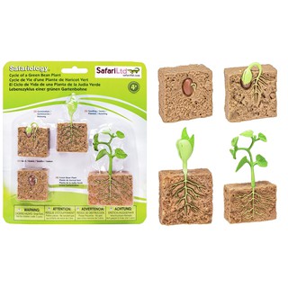 Safari : SFR662416 วงจรชีวิตถั่วเขียว Life Cycle of a Green Bean Plant