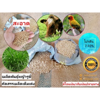 ราคาเมล็ดหญ้ารูซี่ บรรจุ1 กก.(พร้อมส่ง) งอกดี90% ราคาถูก