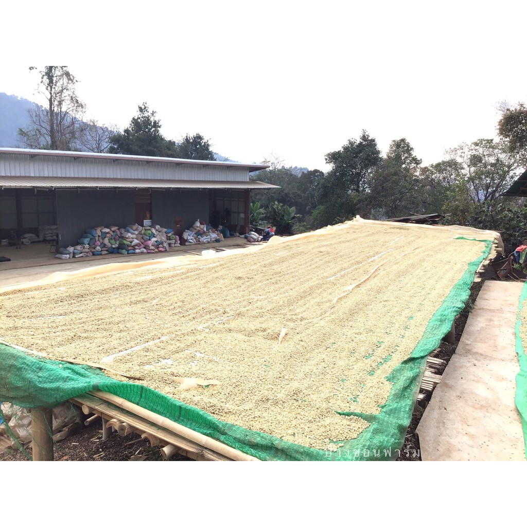 เมล็ดกาแฟคั่วดอยปางขอน อาราบิก้า 100% กลางเข้ม (1X200g.) - รูปที่ 4