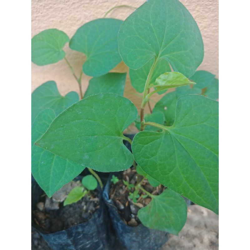 ต้นกล้าพลูคาว คาวตอง พร้อมปลูก. 3 ต้น 50 บาท