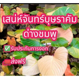 🔥HOT🔥ข้อตาเสน่ห์จันทร์บุษราคัมด่างชมพู‼️ส่งฟรี‼️รับประกันการงอก แถมฟรีปุ๋ยเร่งโต