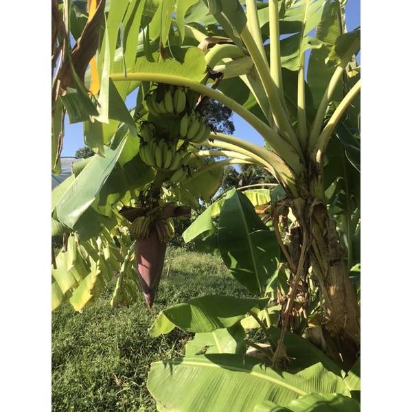 ต้นกล้วยน้ำว้าพันธุ์เตี้ย จำนวน 2 หน่อ จากสวน