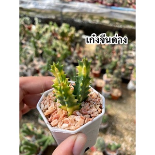 🌵#เก๋งจีนด่าง #เก๋งจีนดอกสวย #เก๋งจีนด่างสวย #แคคตัส #กระบองเพรช🦖🌵