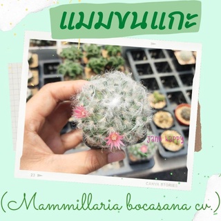 แมมขนแกะ Mammillaria bocasana cv. multilanata ขนฟูๆ กระถาง 2 นิ้ว