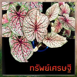 ทรัพย์เศรษฐี บอนเก่าสวยๆ ชื่อมงคล จัดส่งทั้งกระถาง