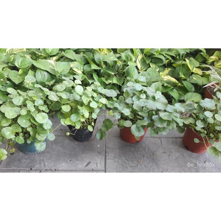 Pilea peperomioides-เหรียญ DTQG