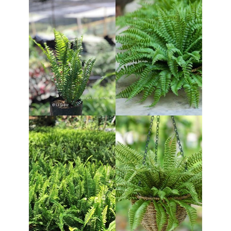 เฟินใบมะขาม ต้นละ 25฿ 5ต้น 100฿(ต้องเคาะดินออกน้า ส่งทั้งถุงหนักมากจาดทุนค่า)