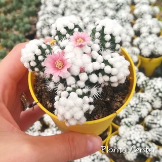 Plants Center พร้อมส่ง(mingrxj)แคคตัส กระบองเพชร ไม้กอ ฟอร์มกอ Mammillaria gracilis cv. oruga