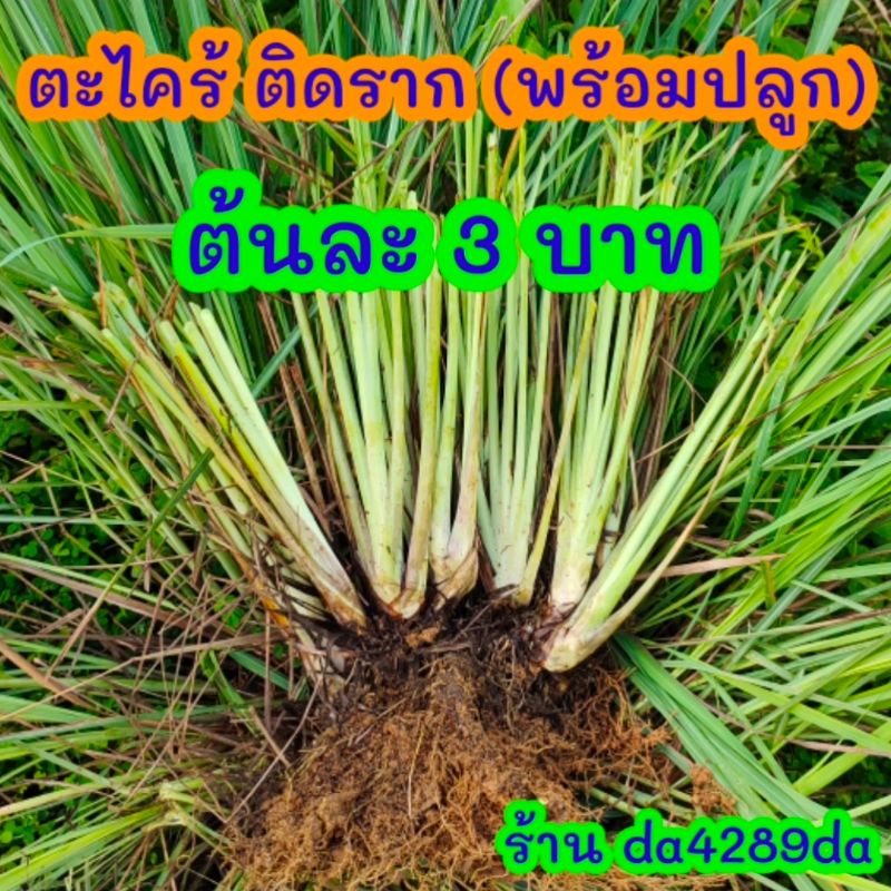 ต้นตะไคร้ ติดราก(พร้อมปลูก) ปลอดสารเคมี ต้นละ 5 บาท #ตะไคร้ #ตะไคร้ปลอดสาร ต้นตะไคร้ #หัวตะไคร้