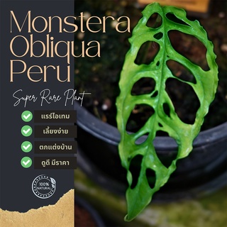 โอบิกัว เปรู แท้ 100% Monstera Obliqua Peru