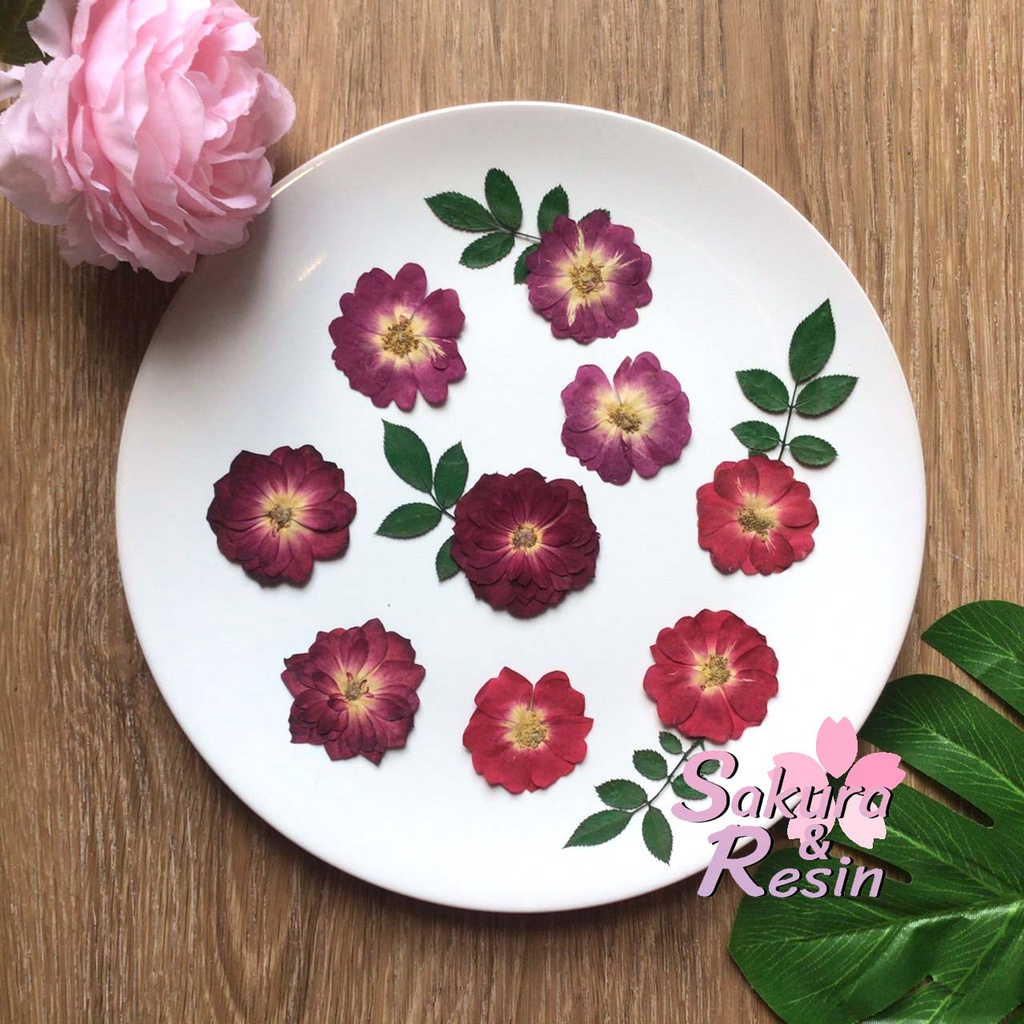 [Shopee Video ลด 30%] [3 สี] ดอกกุหลาบ Rose ดอกไม้ทับ ดอกไม้แห้ง ดอกไม้ทับแห้ง