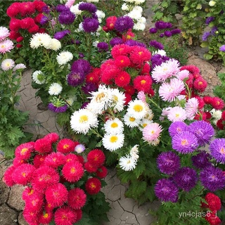 （อัตราการปลูกสูง）200pcs/Bag Chrysanthemum Seeds Bonsai Plant Flower Seeds Home Garden พันธุ์ไม้ผล ผักซอง ผักสวนครัว plan