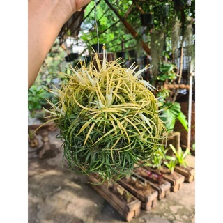 ทิลแลนเซีย รากอากาศ Tillandsia Ionantha ขอนไม้ ออกสีตามฤดูกาล