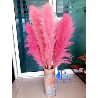 Rarin ดอกเลา ดอกแพมพัส (สีชมพู จำนวน 5 ก้าน) ขนาด 40-50 cm. ดอกรวมก้าน เป็นดอกไม้ธรรมชาติ ฟอกสี ดอกฟุ้งฟิ้ง ใช้ประดับห้อ