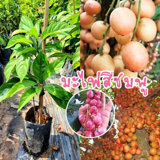 ต้นมะไฟ🌱ต้นสวยสูง40-50ซม.(รับประกันสินค้าชำรุดเสียหาย)