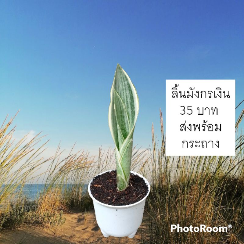 ลิ้นมังกรเงิน ลิ้นมังกรเขียว   ราคาถูก ไม้ฟอกอากาศ ประดับ