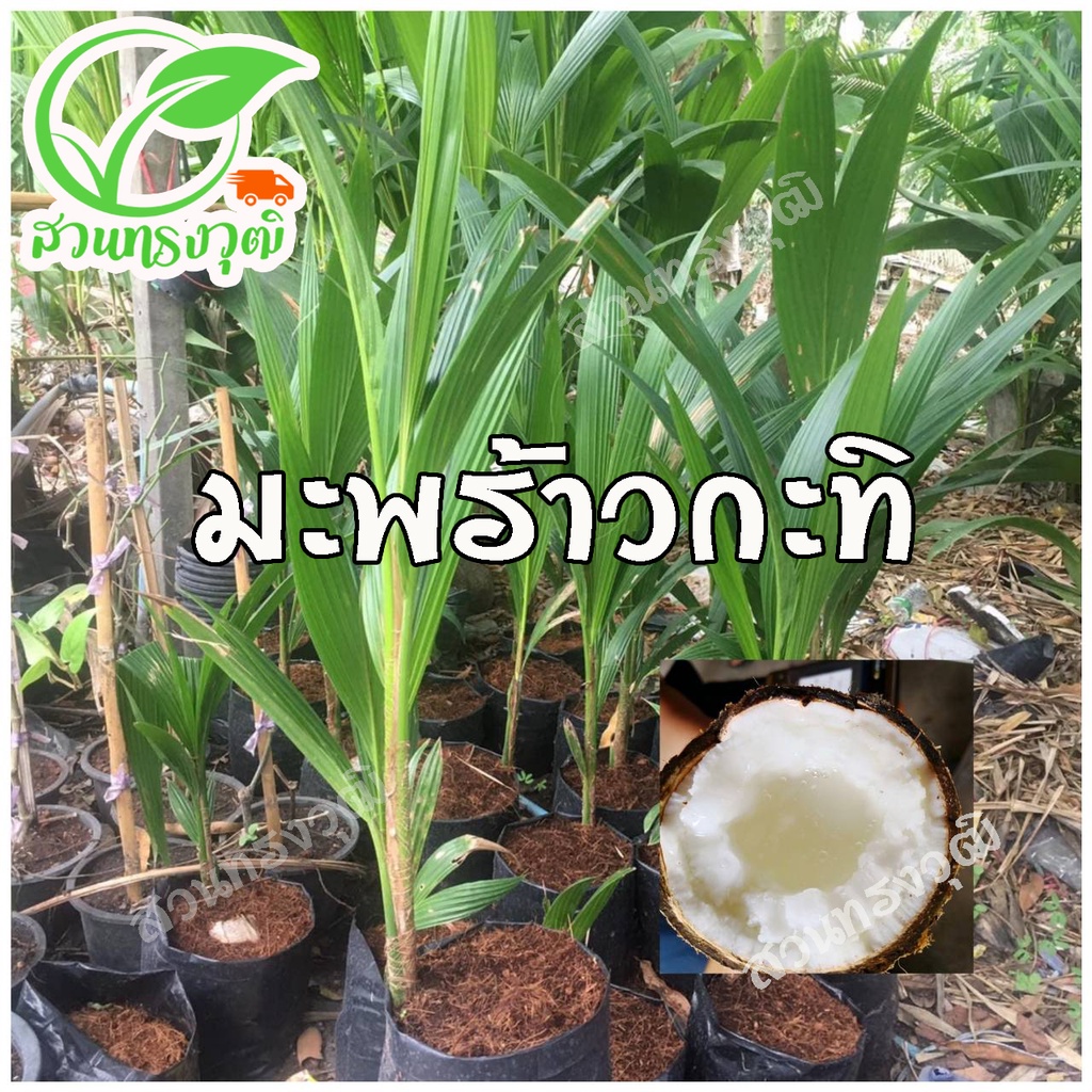 ต้นมะพร้าวกะทิน้ำหอมจากสวนโดยตรงแท้💯%