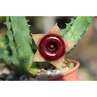 เก๋งจีน Huernia zebrina ด่าง