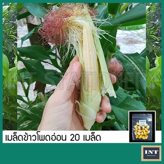 เมล็ดข้าวโพดฝักอ่อน ข้าวโพดอ่อน 20 เมล็ด เมล็ดพันธุ์ผัก เมล็ดผัก เมล็ดพันธุ์ข้าวโพดอ่อน Baby corn ผักสวนครัว