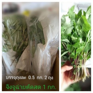 จิงจูฉ่ายตัดสดสำหรับนำไปปั่นน้ำหรือประกอบอาหาร 1 กิโลกรัม