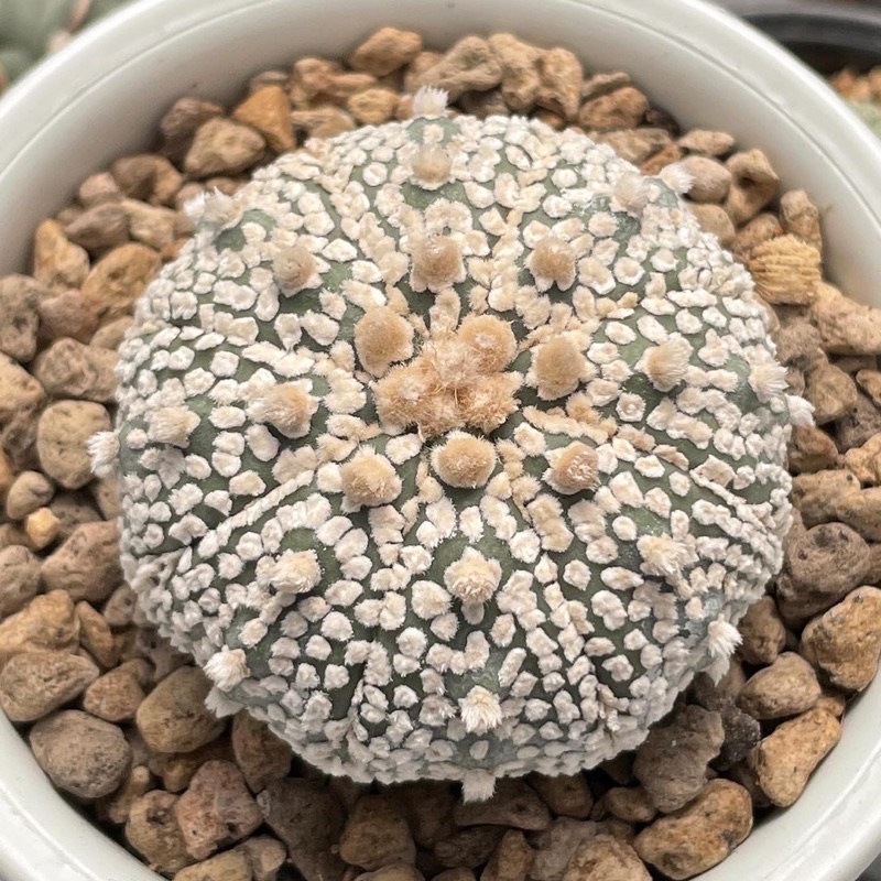 🌵Astrophytum asterias super “kabuto”