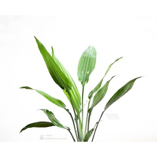 เพชรนารายณ์ Dwarf Dracaena