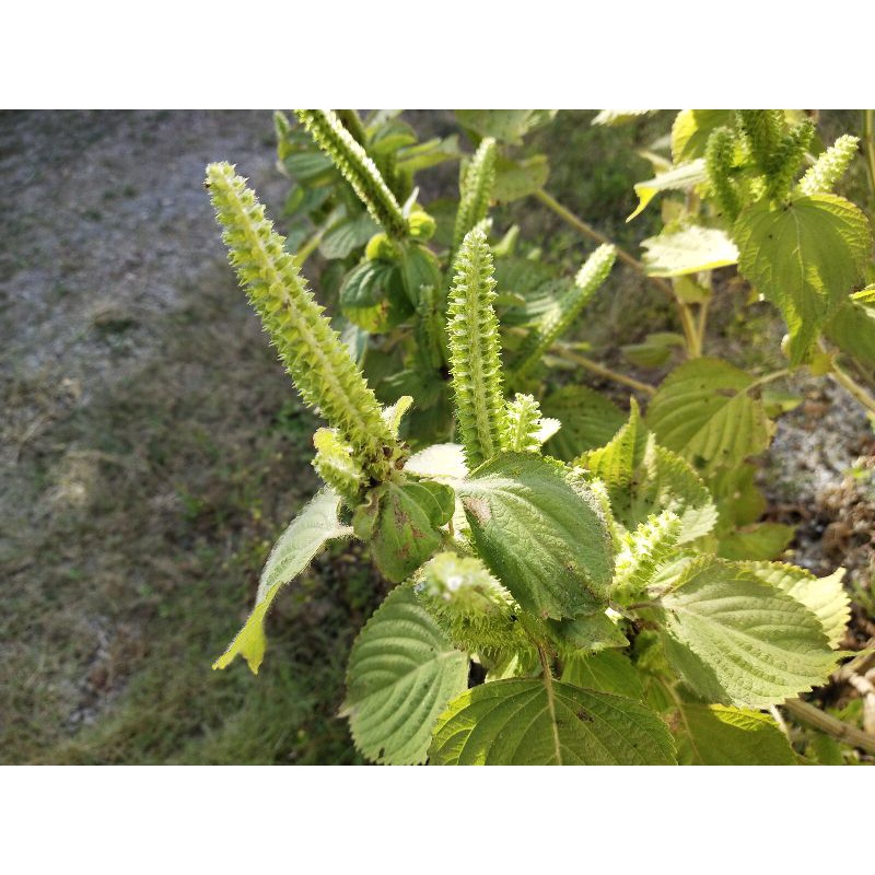 เมล็ดพันธุ์ งาขี้ม่อน งา สำหรับปลูก