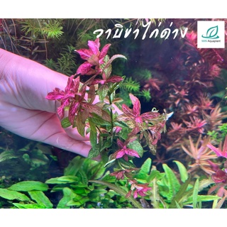 วาบิ Hygrophila polysperma Rosanervig  : วาบิขาไก่ด่าง วาบิไม้ข้อ หนึ่งเดียวในไทย