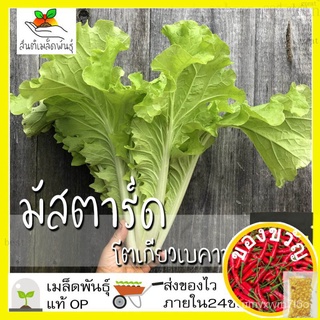 เมล็ดพันธุ์ มัสตาร์ด โตเกียวเบคาน่า 200 เมล็ด Tokyo Bekana Mustard seed เมล็ดพันธุ์แท้ นำเข้าจากต่างประเทศ ปลูกผักColorM