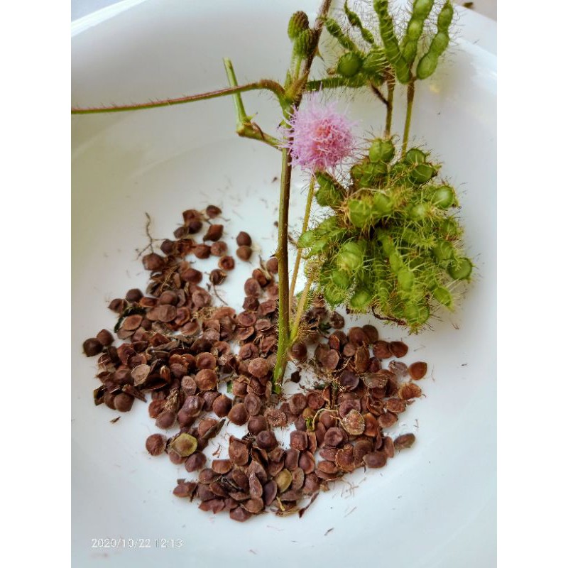 เมล็ดไมยราบ (Mimosa pudica seeds)