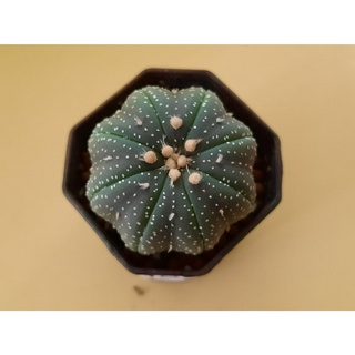 แอสโตร แคคตัส astrophytum asterias star shape  แอสโตร แอสทีเรียส เอวเว้าๆ เลยจ้า ขาชัดๆ ฟอร์มสวยๆ ไม้เมล็ดค่ะ