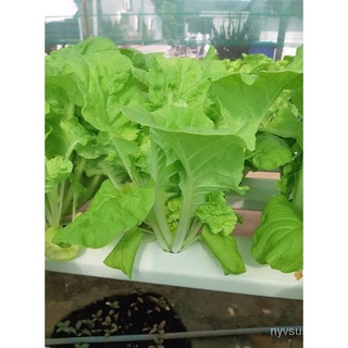 เมล็ด ขายดี/เมล็ดพันธุ์ ไดโตเกียว เบกานา(Chinese Cabbage Daitokyo Bekana)บรรจุ 200 เมล็ด/อินทรีย์ คละ สวนครัว ดอก