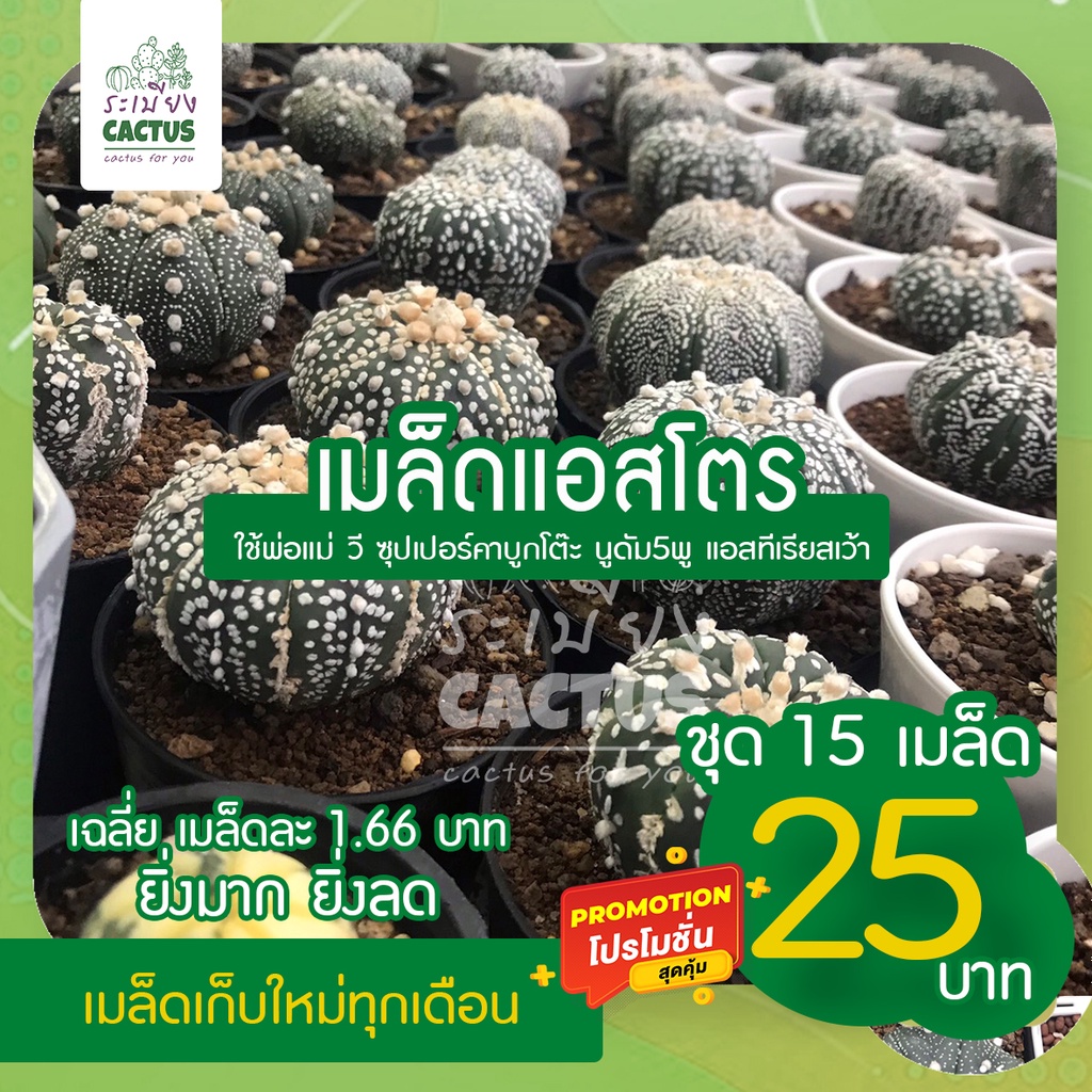 เมล็ด แอสโตร มิกซ์ เฉลี่ย 1.66฿ พิเศษ15เมล็ด 25 บาท V type ซุปเปอร์ นูดัมเว้า 5พู แอสทีเรียสเว้า เก็บใหม่ทุกเดือน