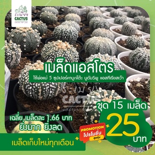 🌵เมล็ด แอสโตร มิกซ์ เฉลี่ย 1.66฿ 💥พิเศษ15เมล็ด  25 บาท 💥  V type ซุปเปอร์ นูดัมเว้า 5พู แอสทีเรียสเว้า เก็บใหม่ทุกเดือน