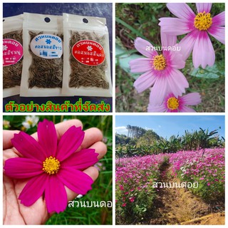 (5ซอง)(ขาย เมล็ด ) มาปลูกดอกไม้หน้าบ้าน ให้บานสพรั่ง ด้วย ดอกคอสมอส กันจ้า cosmos ดอก ต้น คอสมอส สวนบนดอย happy