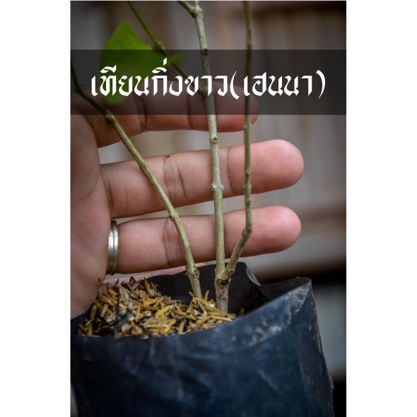 ต้นเทียนกิ่งขาว เฮนนา เอาไปย้อมผมสีดำสวยเงางาม ย้อมผมฟรีตลอดไป ราคา ถูกที่สุด ดีลบีเคเค แกลเลอรีภาพที่ 2